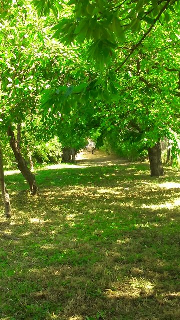 Golubinje bb-1, Donji Milanovac - 4