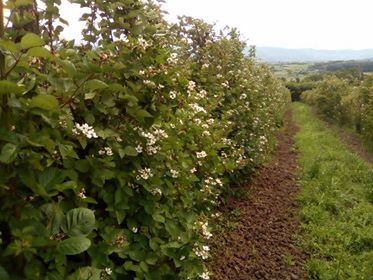 Milićevci bb-1, Čačak - 2