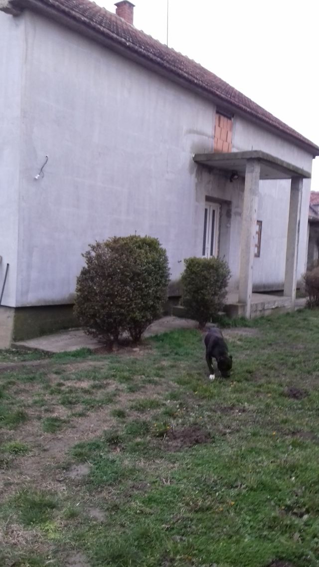 Šijačka 135, Novi Karlovci - 4