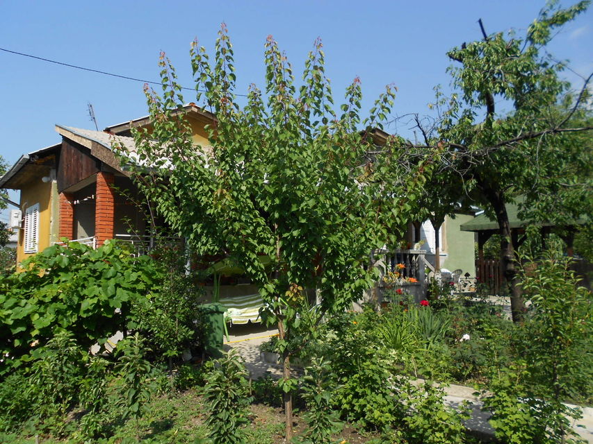 Svetozara Markovića 26, Bor - 4