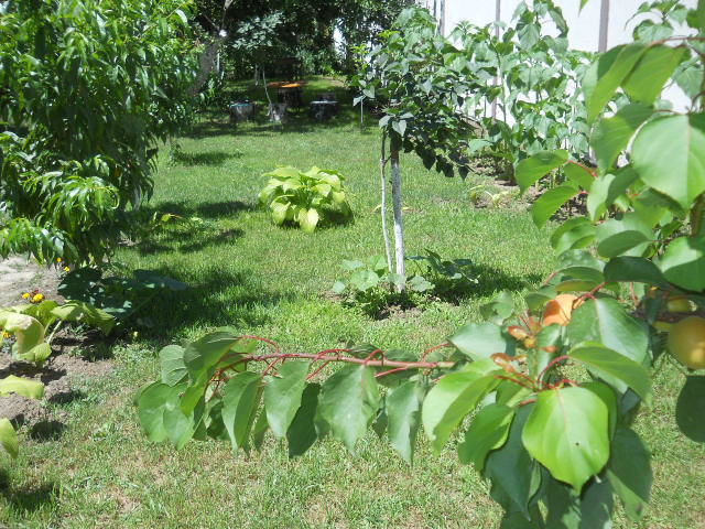 Dunavska 20a, Inđija - 4