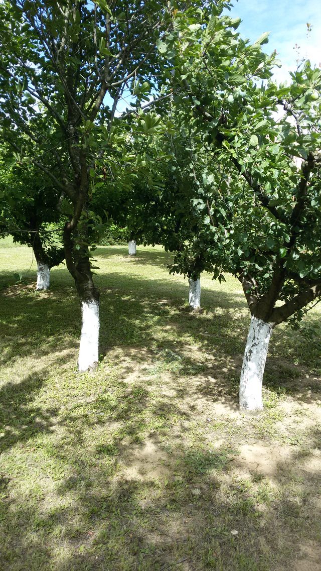 Manđeloški Put 48, Manđelos - 1