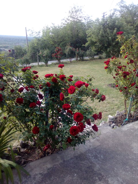 Aleksandra-Ace Tešića 70V, Beograd - 5