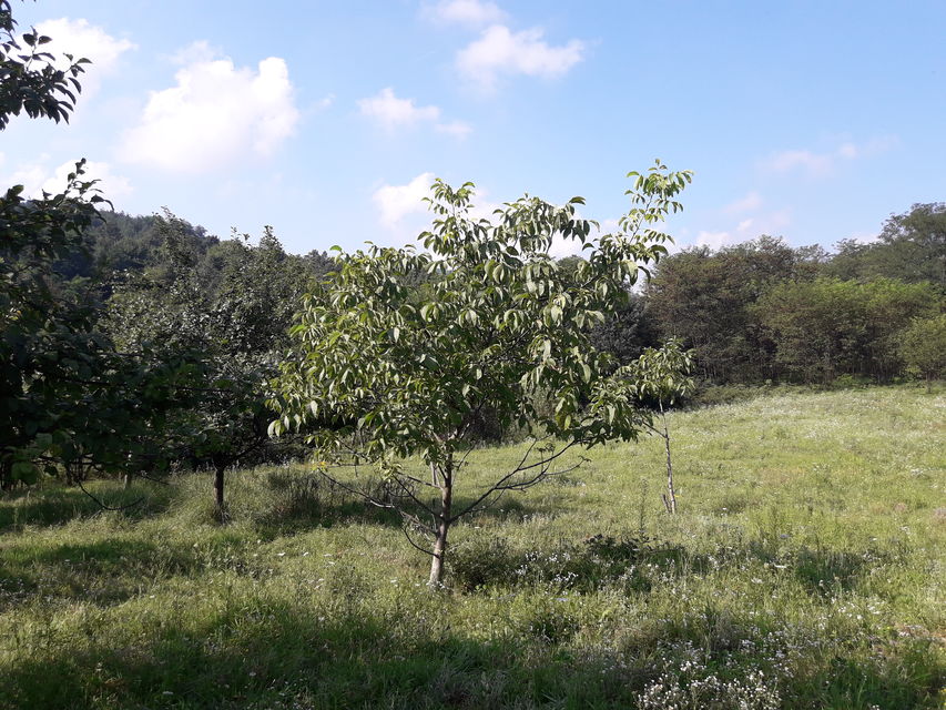 Leskovice  bb-1, Donje Leskovice - 7