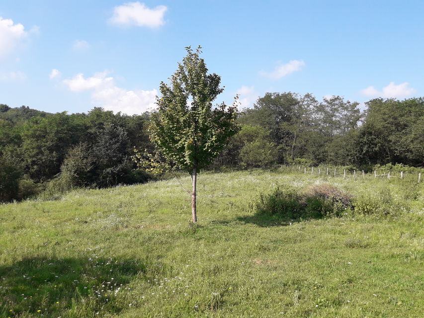 Leskovice  bb-1, Donje Leskovice - 5