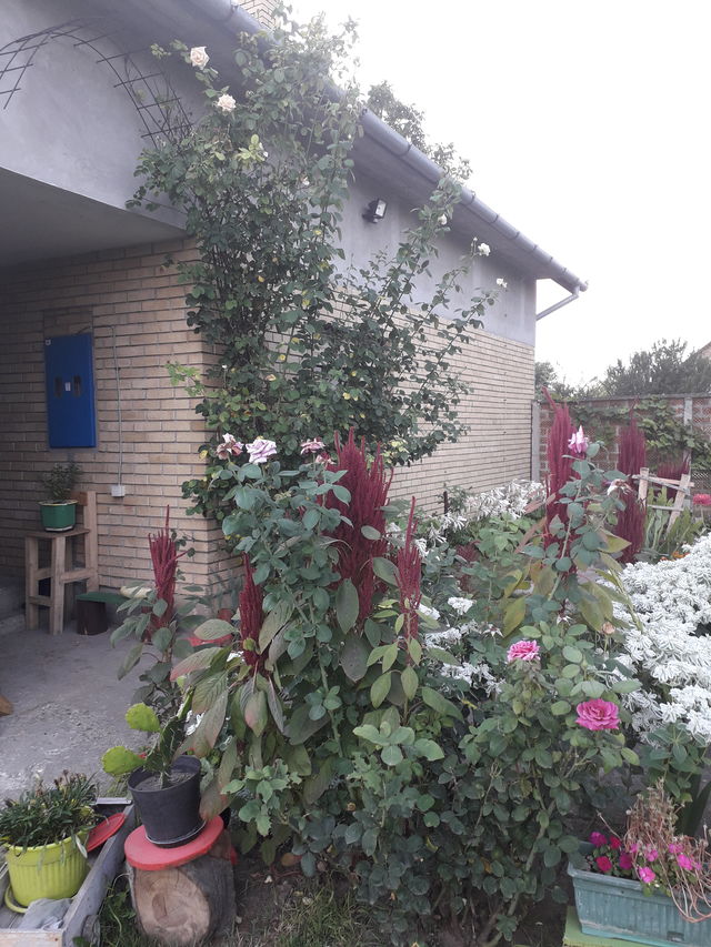 Svetozara Miletića 9, Nadalj - 15