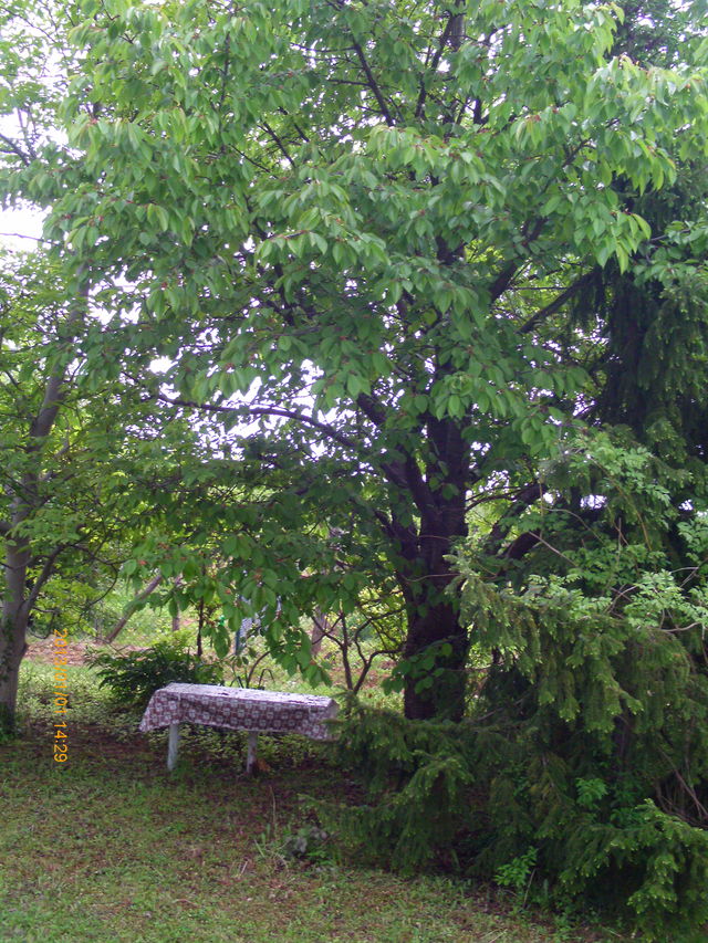 Srpsko-grčkog prijateljstva 62, Beograd - 7