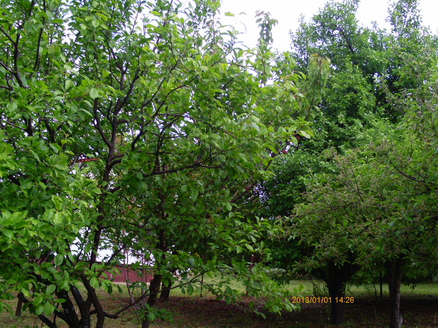 Srpsko-grčkog prijateljstva 62, Beograd - 5