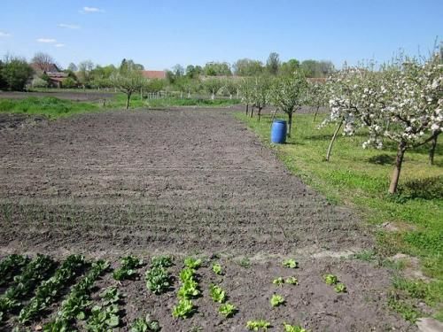 Ilindenska 25, Plandište - 5