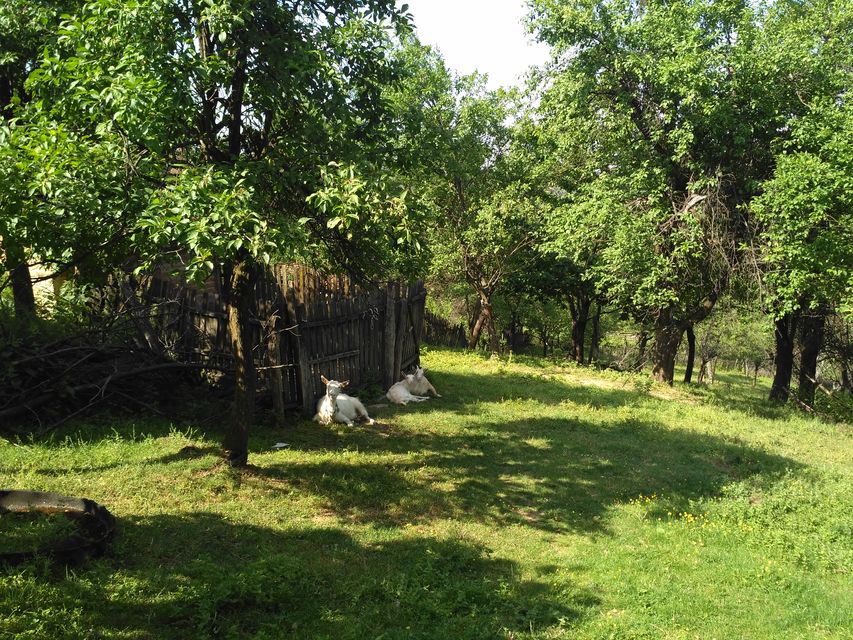 Oglađenovac-2231 bb, Oglađenovac - 12