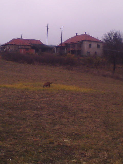 Lipovica 237, Despotovac