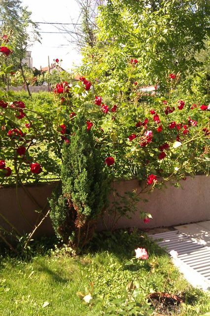 Save Kovačevića 42, Beograd - 5