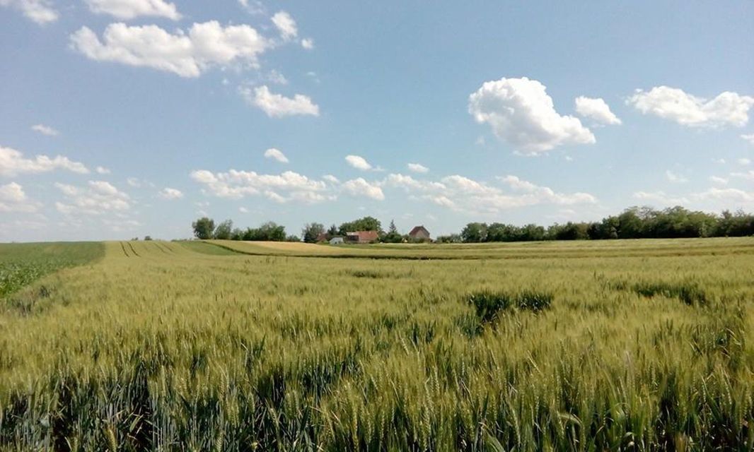 Braće Ristivojević 5, Belegiš - 15