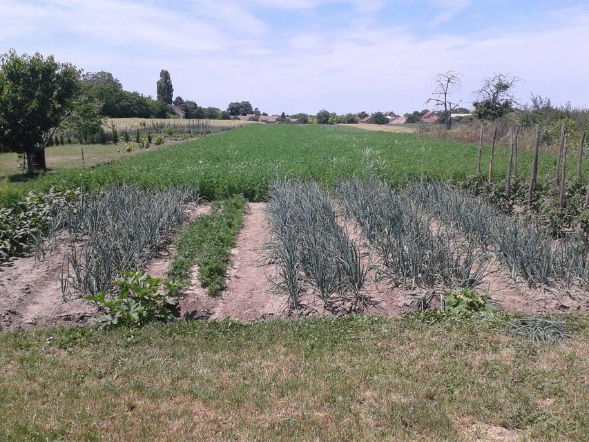 Braće Ristivojević 5, Belegiš - 14