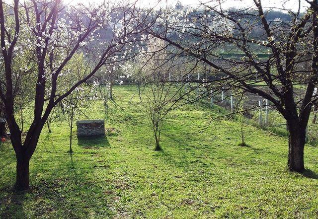 Krušedol selo bb-1, Irig - 3