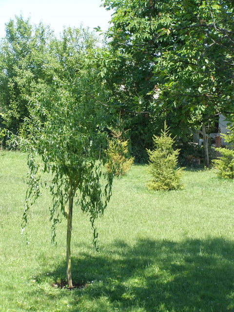 Ivana Milutinovića 81, Mladenovac - 6