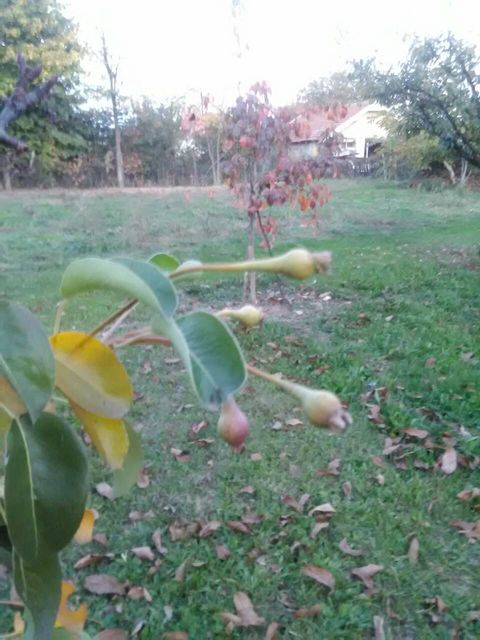 Ivana Milutinovića 81, Mladenovac - 16