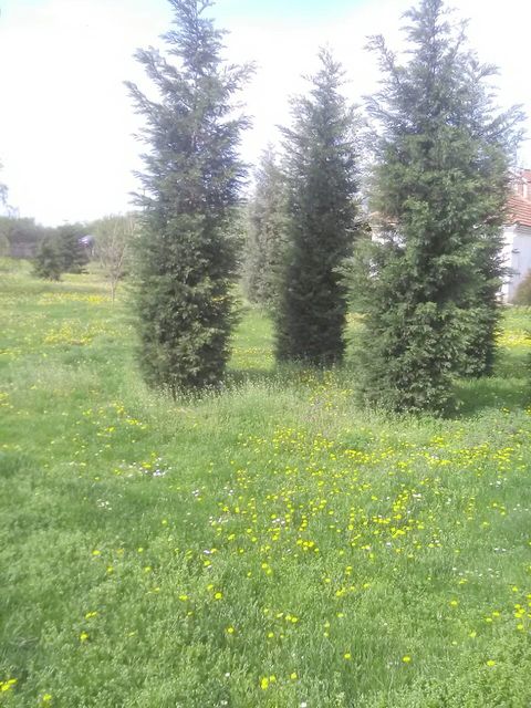 Ivana Milutinovića 81, Mladenovac - 15