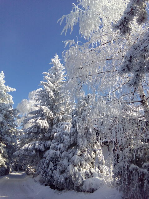 Dragutina Bukvića 15, Zlatibor - 7