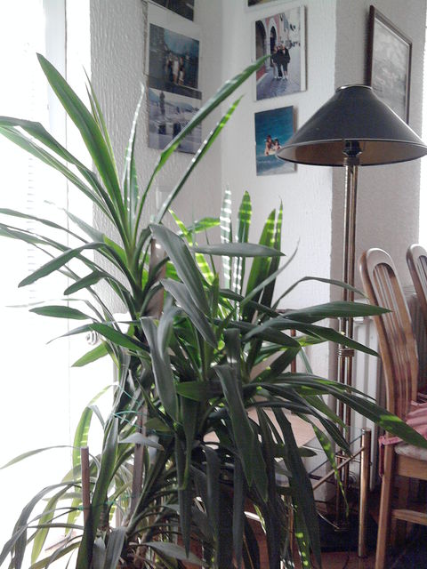 Crnovrških brigada 22, Bor - 5