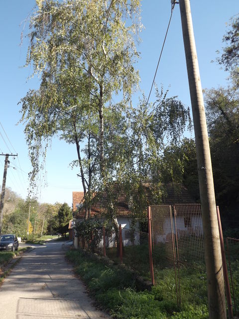 Braće Anđelića 109, Sremski Karlovci - 7