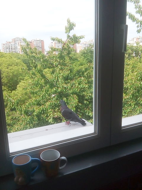 Nehruova 182, Beograd