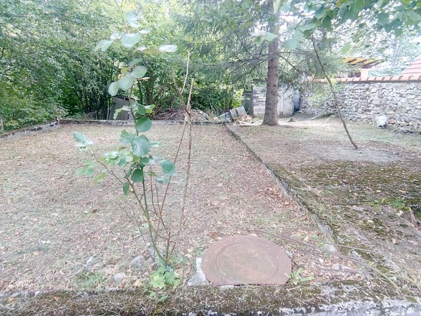 Borova glava bb-1, Zlatibor - 5