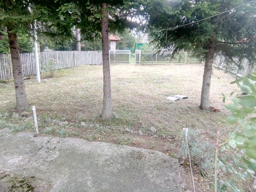 Borova glava bb-1, Zlatibor - 6