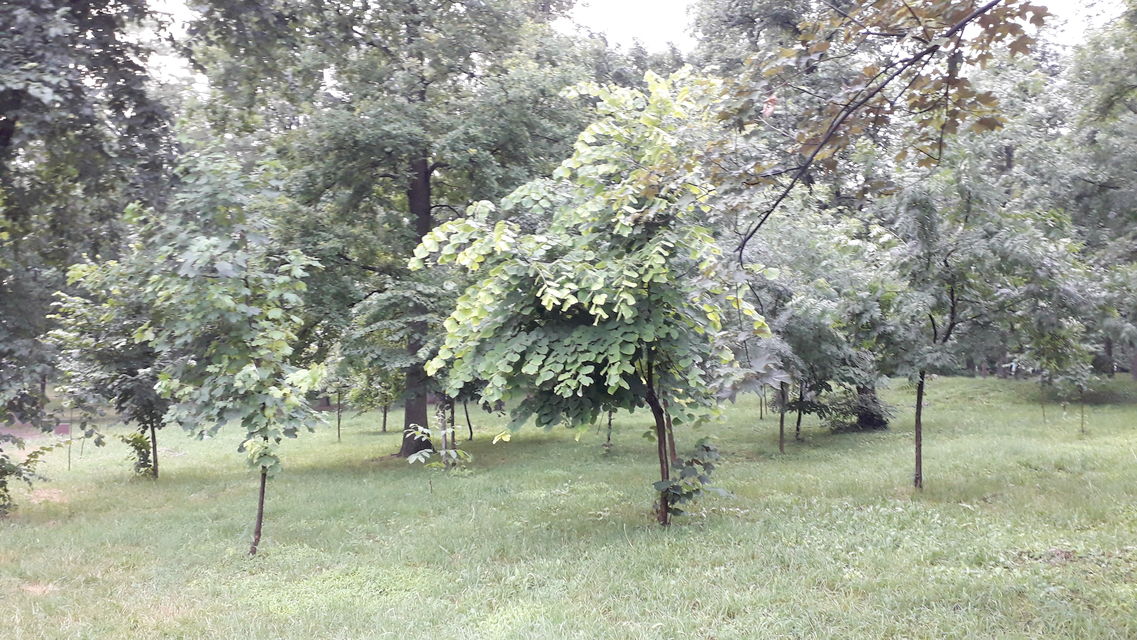 Todora Dukina 64b, Beograd - 13