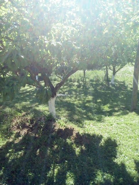 Žike Begojevića 49, Bešenovački Prnjavor - 15