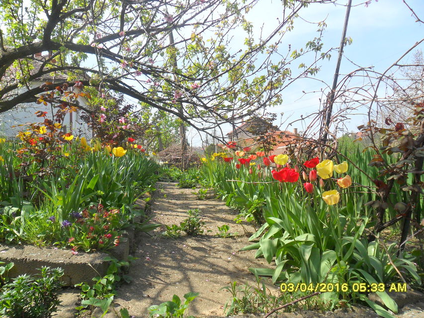 Prote Mateje Nenadovića 75, Smederevo - 3