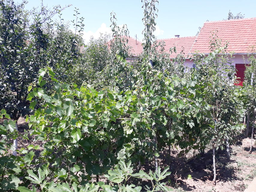 Toplička 23, Žitorađa - 17