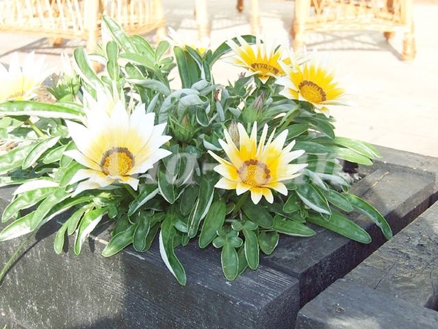 Bukovački put 57a, Petrovaradin - 7