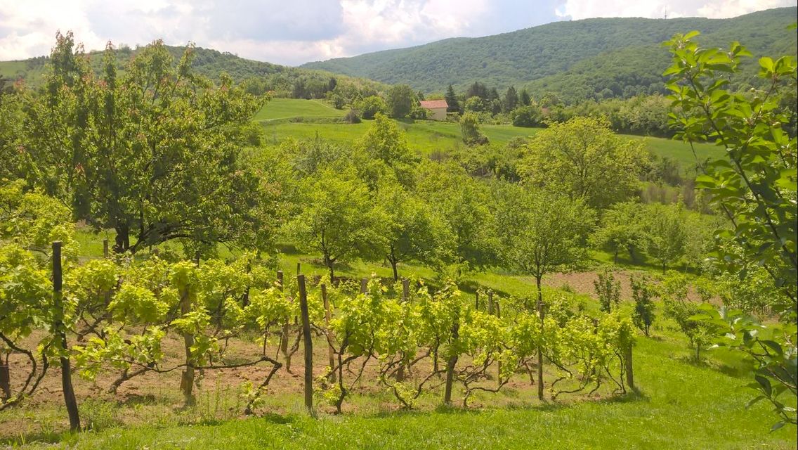 Provalije bb-1, Bukovac - 3