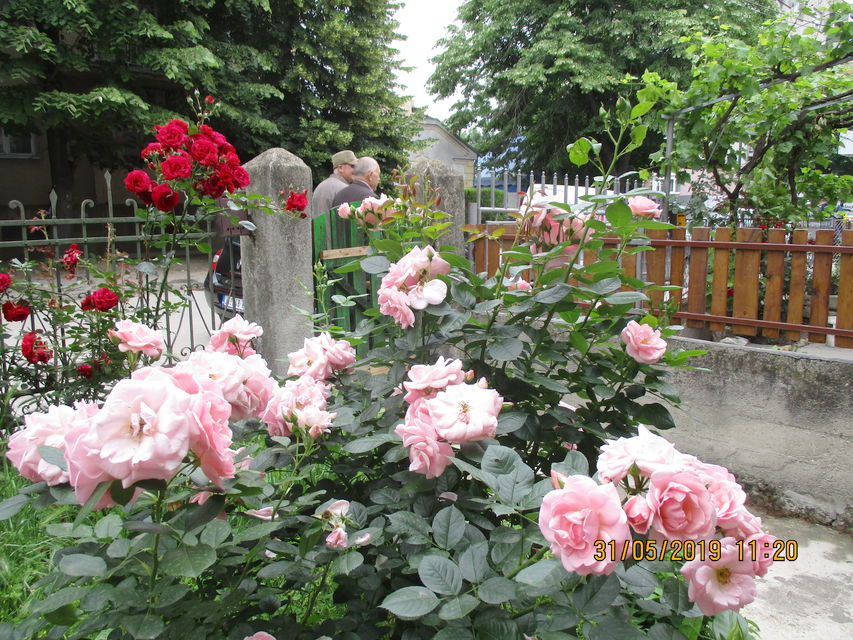 Jug Bogdanova 9, Jagodina - 10