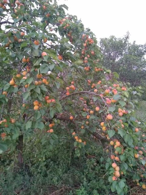 Ive Lole Ribara 24, Kljajićevo - 16