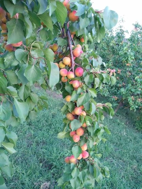 Ive Lole Ribara 24, Kljajićevo - 15