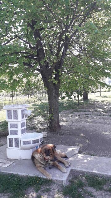 Zelenčeva 8a, Velika Moštanica - 5