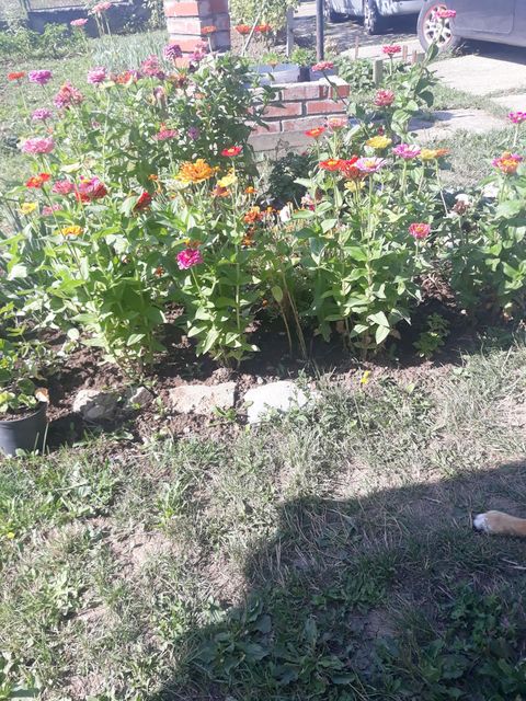 Dese Marković 38, Popović - 4