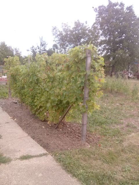 Dese Marković 38, Popović - 3