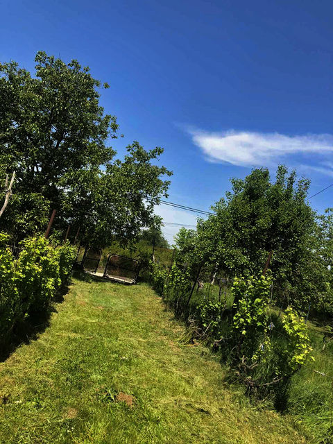 Ljubivoja Gajića 64, Mali Požarevac - 2