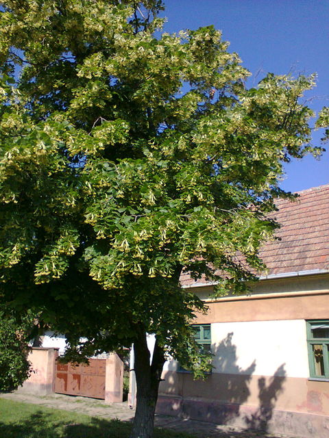 Nikole Velisavljeva 13, Tomaševac