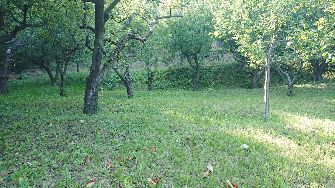 Lepe Kate bb-1, Sremska Kamenica - 7