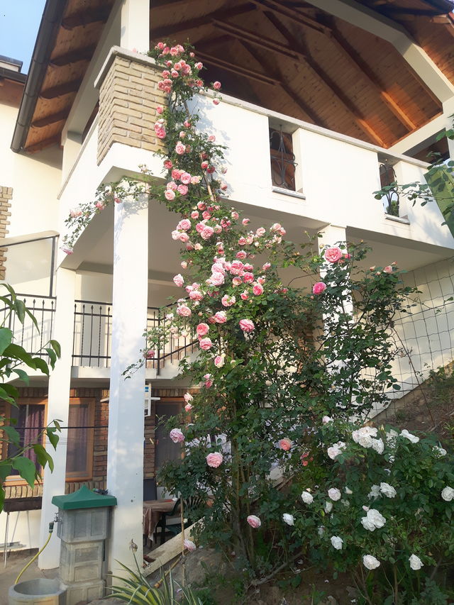 Bogdana Gavrilovića 43, Sremska Kamenica - 2