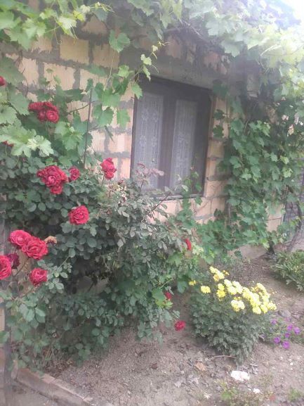 Fruškogorska 96, Popinci - 3