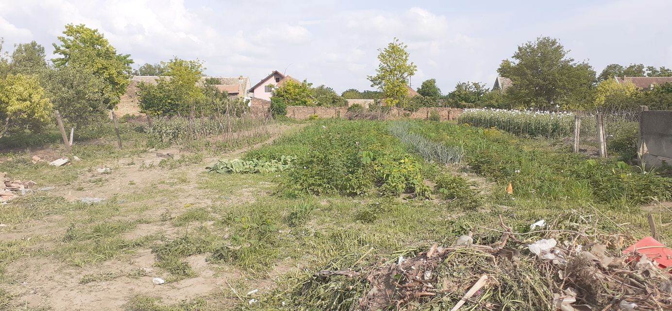 Ive lole Ribara 42, Sakule - 2