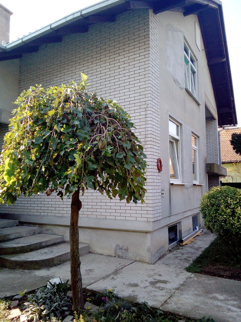 Zarija Jovanovića Čiče 19A, Čurug - 2