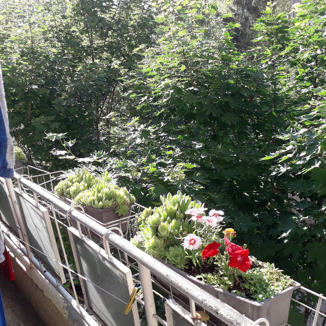 Dušanova 104A, Niš - 14